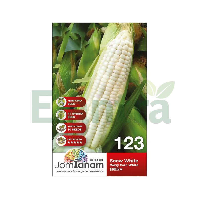 123 WAXY CORN WHITE